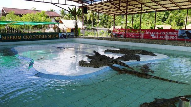Крокодиловая ферма в Маериме в Чианг Маи