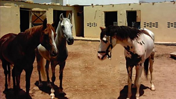 Конюшни отеля Blue Beach Club в Дахабе