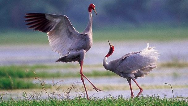 Национальный орнитологический парк Кеоладео в Раджастане Национальный орнитологический парк Кеоладео в Раджастане