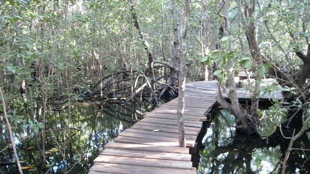 Лес Джозани в Занзибаре