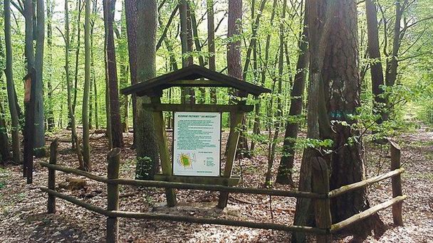 Заповедник Ляс-Мешаны в Великопольском воеводстве