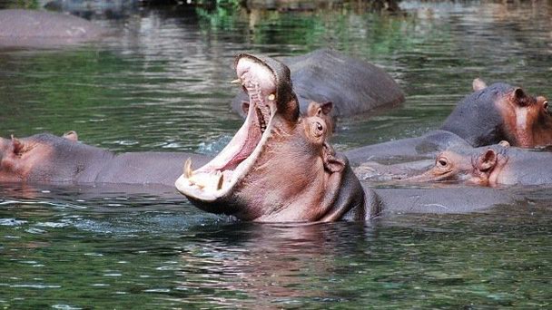 Оазис Мзима-Спрингс в Цаво