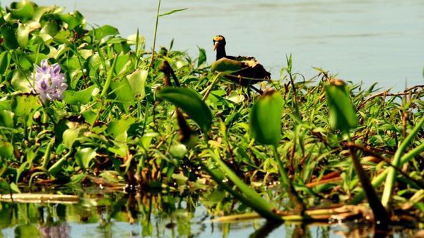 Reserva Natural de Monterrico (заповедник) в Монтеррико