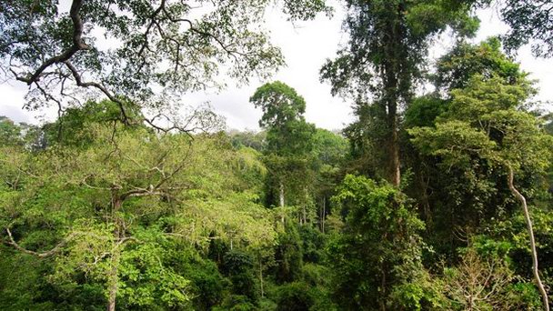 Национальный парк Какум в Аномабу