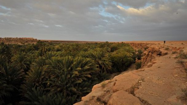 Пальмовый оазис в Фесе