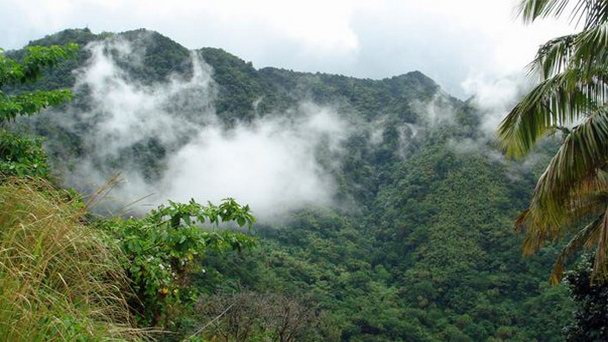 Национальный парк Рейнфорест в Сент Люсии Национальный парк Рейнфорест в Сент Люсии