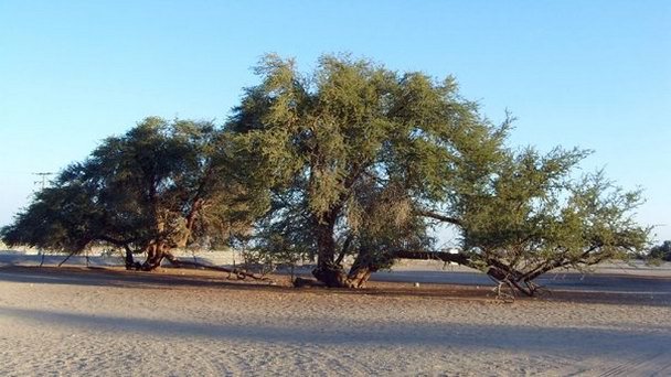 Национальный заповедник Пампа-де-Тамаругаль в Икике Национальный заповедник Пампа-де-Тамаругаль в Икике