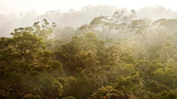 Национальный парк Андасибе-Мантадия в Антананариво Национальный парк Андасибе-Мантадия в Антананариво