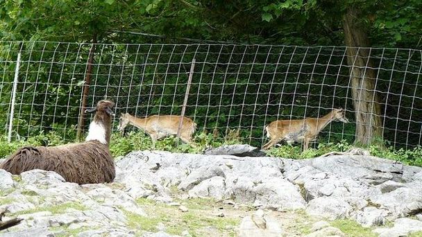 Зоопарк Черри Брук в Сент Джоне Зоопарк Черри Брук в Сент Джоне