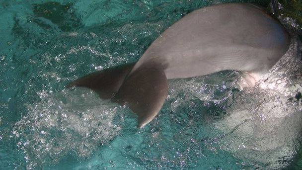 Московский дельфинарий в Москве Московский дельфинарий в Москве