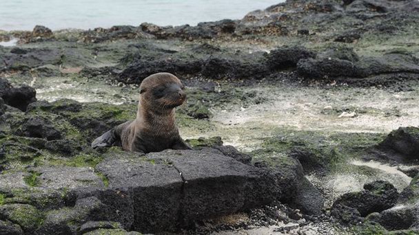 Остров Китайской шляпы на Галапагосских островах