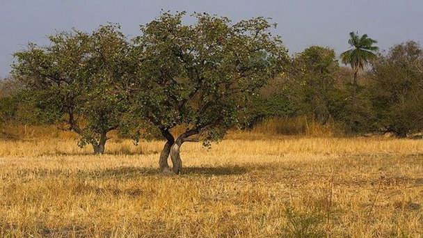 Национальный парк Кианг Вест в Банжуле