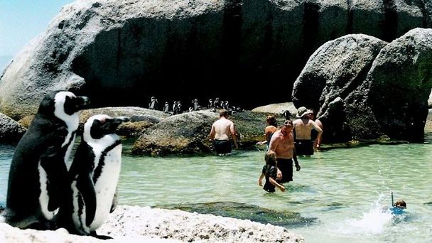 Пляж Болдерс в Кейптауне