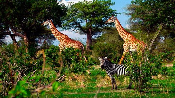 Национальный парк Руаха в Дар-эс-Саламе