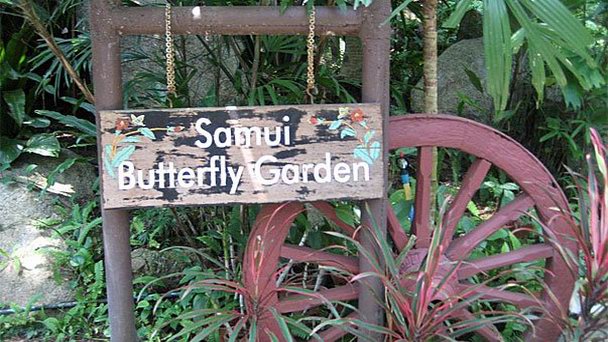 Сад бабочек в Самуи