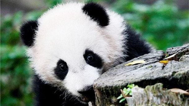 Цзинаньский Зоопарк в Шаньдуне