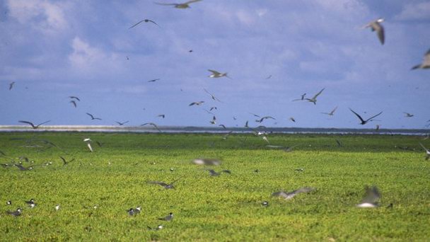 Атолл Молден на о-вах Лайне Атолл Молден на о-вах Лайне