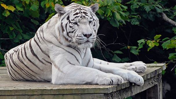 Зоопарк Колчестера в Англии
