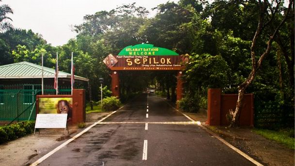 Реабилитационный центр орангутангов Сепилок Борнео (Калимантан)