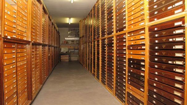 Энтомологический музей Томаса Витта в Мюнхене Энтомологический музей Томаса Витта в Мюнхене