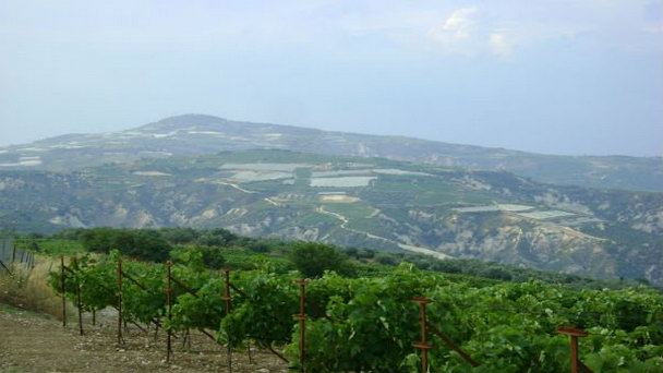 Винодельня Немеа в Афинах