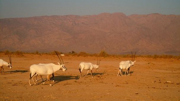 Заповедник Хай-Бар Йотвата в Кесарии