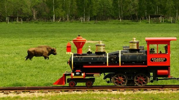 Аттракцион «Сафари по железной дороге» в Могилеве
