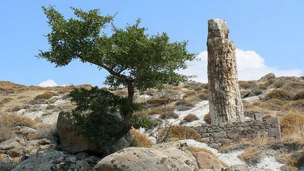 Окаменевший лес острова Лесбос