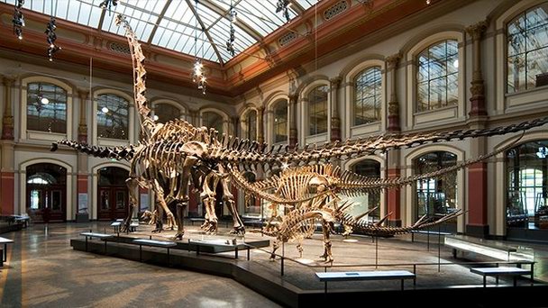 Музей естествознания в Берлине