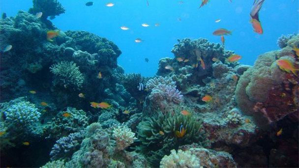 Первый залив в Акабе Первый залив в Акабе