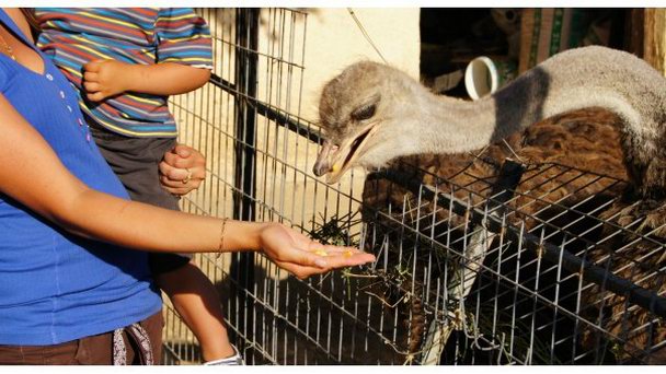 Страусиная ферма на Родосе Страусиная ферма на Родосе