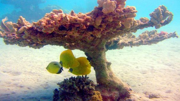 Риф бухты Макади