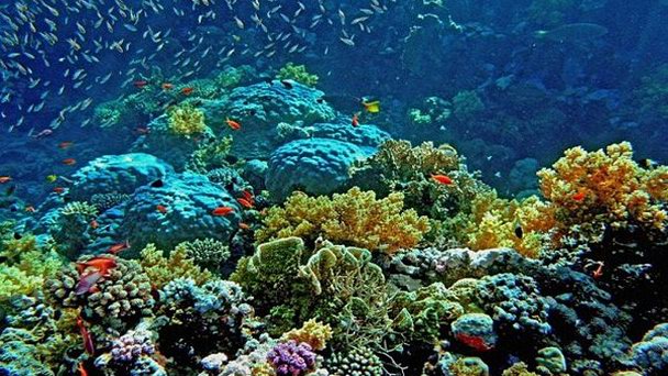 Риф Лагуна в Шарм-Эль-Шейхе