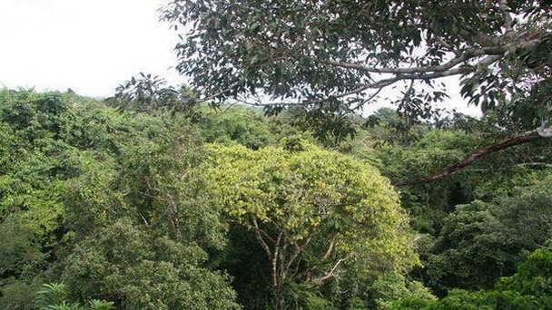 Национальный парк Амакайаку в Летисии