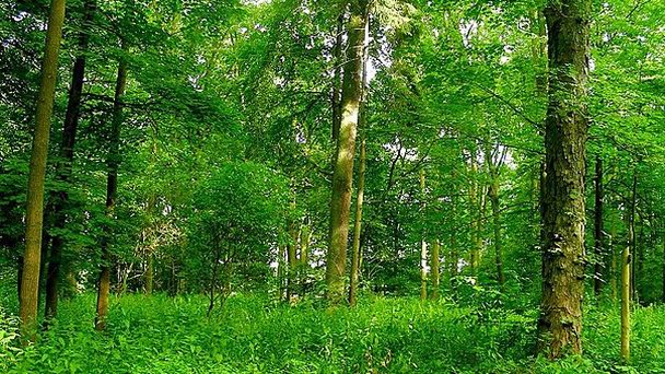 Заповедник Дембина в Опольском воеводстве
