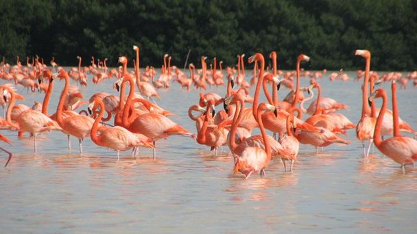 Заповедник Селестун на полуострове Юкатан на п-ове Юкатан