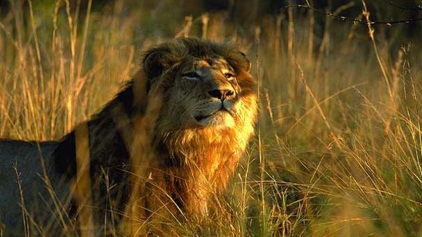 Национальный заповедник Сентрал-Калахари в Заповеднике Сентрал-Калахари Национальный заповедник Сентрал-Калахари в Заповеднике Сентрал-Калахари