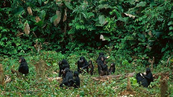 Питомник шимпанзе бонобо в Киншасе