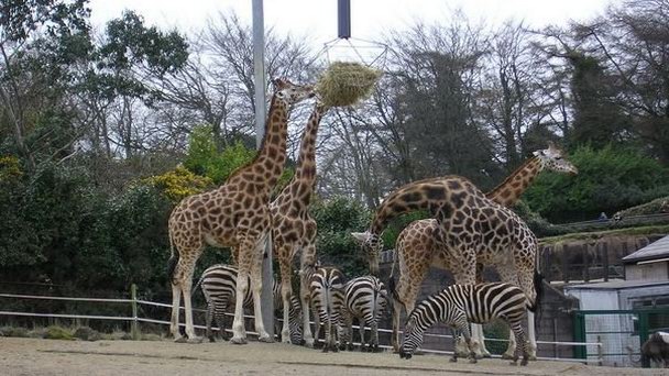 Зоопарк Белфаста в Северной Ирландии Зоопарк Белфаста в Северной Ирландии