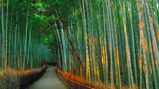 Район Арасияма в Киото