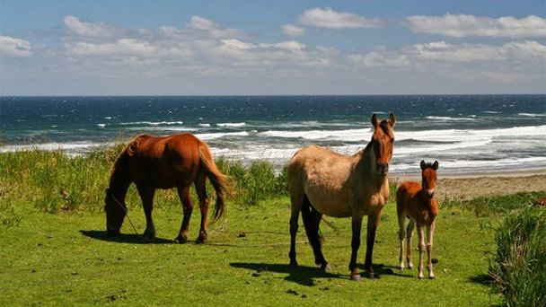 Национальный парк Чилоэ в Пуэрто-Монте Национальный парк Чилоэ в Пуэрто-Монте