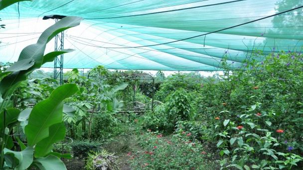 Ферма бабочек в Алахуэле в Алахуэле