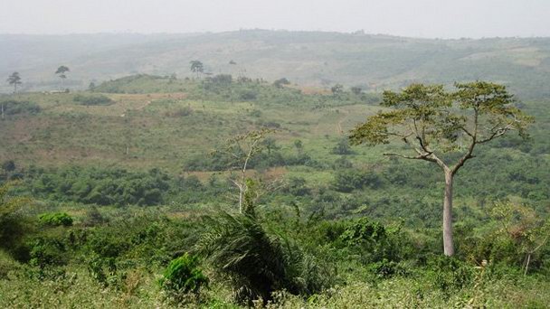 Плантации какао на холмах Аквапим в Аккре