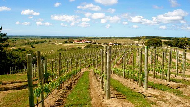 Тур по винодельням The Wine Experience в Колония-дель-Сакраменто Тур по винодельням The Wine Experience в Колония-дель-Сакраменто