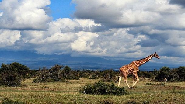 Заповедник Ол Педжета в Наньюки Заповедник Ол Педжета в Наньюки