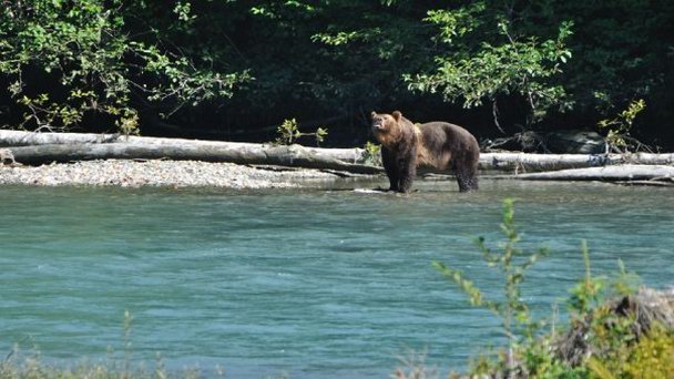 Бухта Бьют в Британской Колумбии