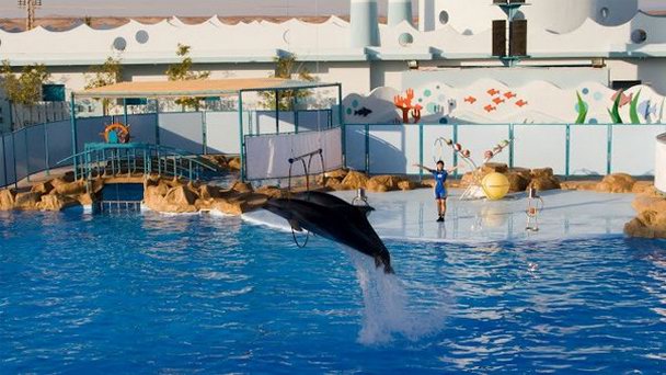 Дельфинарий Dolphin World в Макади
