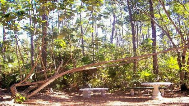 Парк-заповедник Рэнд Мемориал в Гранд Багаме Парк-заповедник Рэнд Мемориал в Гранд Багаме