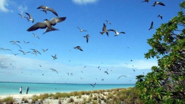 Остров Бёрд на о-вах Лайне Остров Бёрд на о-вах Лайне