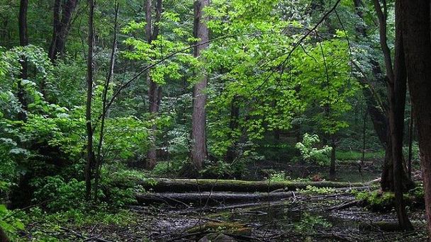 Парк Bois-de-Liesse в Монреале